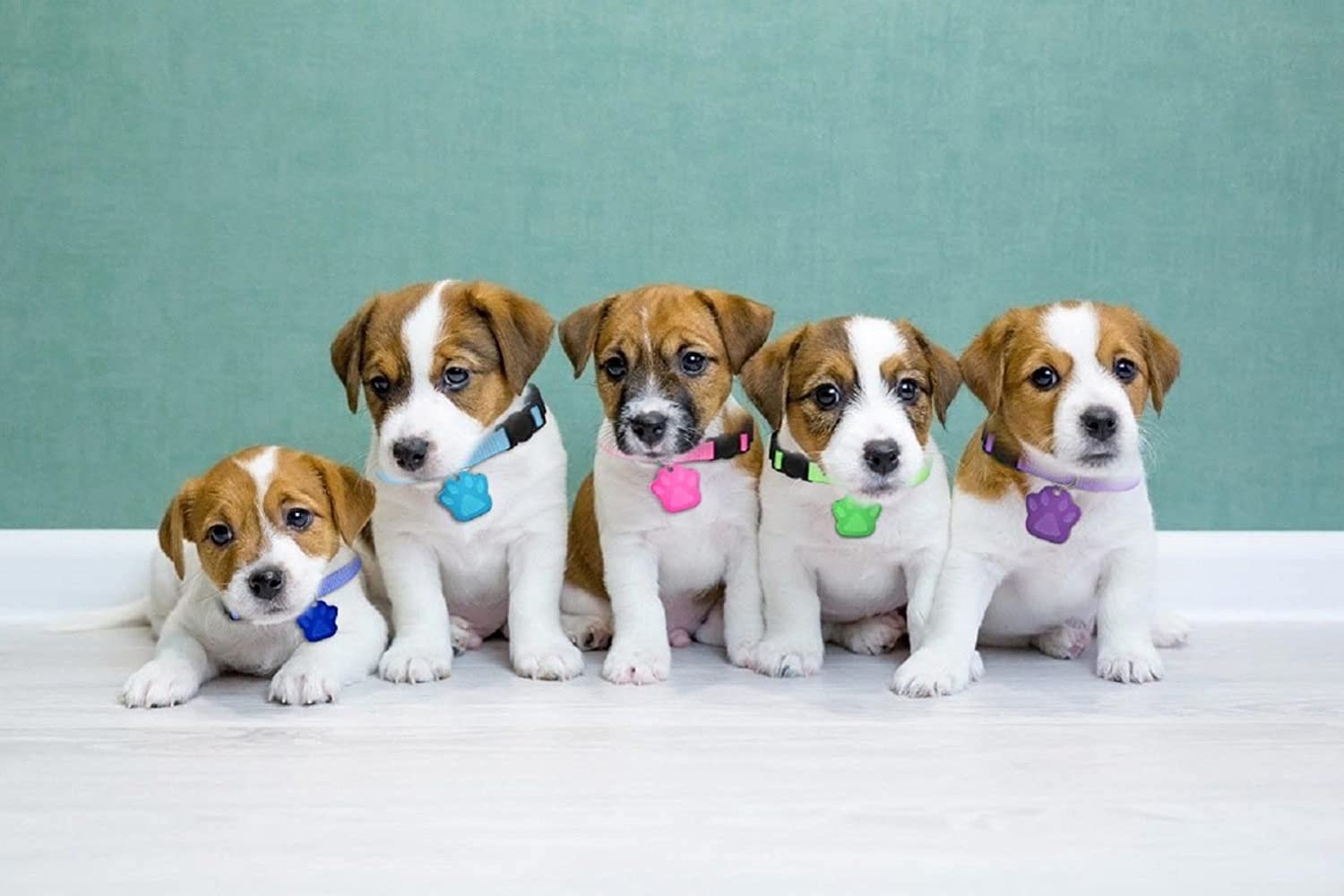 Placa Identificación Mascotas con Collar. Personalizable - Image 3