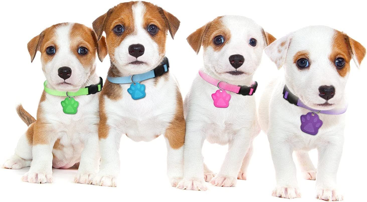 Placa Identificación Mascotas con Collar. Personalizable - Image 2